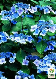 Саджанець Agro-Market Гортензія пильчата Bluebird (45344) - мініатюра 3