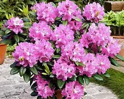 Рододендрон Agro-Market Rosinetta рожевий 1 саджанець в упаковці (25719) - мініатюра 2