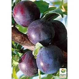 Саджанець Agro-Market Слива диплоїдна Анжеліно укорінена в контейнері (саджанець 2 роки) (156443) - мініатюра 2