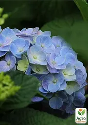 Саджанець Agro-Market Гортензія крупнолиста блакитна Блакитна ніжність (Blue tenderness) (44819) - мініатюра 2