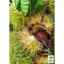 Саджанець Agro-Market Каштан їстівний Неаполітанський (49863) - мініатюра 4