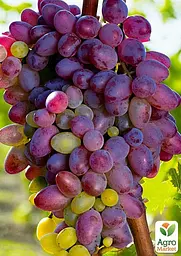 Саджанець Agro-Market Виноград Красуня (ранній термін дозрівання) 1 шт. в пакуванні (25523) - мініатюра 3