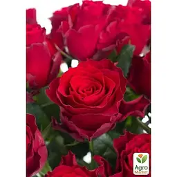 Троянда чайно-гібридна Agro-Market Родос саджанець класу АА+ вищий сорт 1 шт. в упаковці (181480) - мініатюра 2