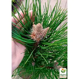 Саджанець Agro-Market Сосна 4-х річна чорна Piramidalis С3, висота 50-70 см (176729) - мініатюра 2