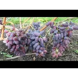 Саджанець Agro-Market Виноград Байконур 1 шт. в упаковці (44450) - мініатюра 3