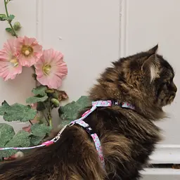 Набір для котів Шлея-повідець Max & Molly Harness Cherry Bloom 1 розмір  - мініатюра 3