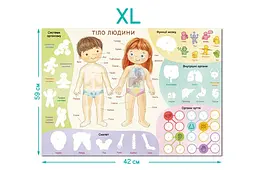 Навчальний постер з наклейками Тіло людини Dodo 300901 Різнокольоровий shop (4823115913456) - мініатюра 4
