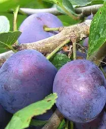Саджанець Agro-Market Слива Анна Шпет (осінній сорт, пізній термін дозрівання) (35792) 1 шт. в упаковці - мініатюра 3