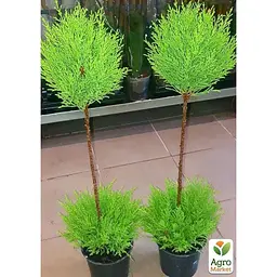 Саджанець Agro-Market Кипарисовик на штамбі 3-х річний Goldcrest Wilma (50-80см) (62265) - мініатюра 3