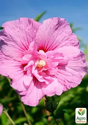 Саджанець Agro-Market Гібіскус деревовидний махровий Лавандовий шифон (Lavender Chiffon) (50694) - мініатюра 2