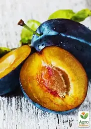 Саджанець Agro-Market Слива темно-синя Галактика (Galaxy) (канадська селекція, преміальний супер соковитий сорт) 1 шт. в упаковці (43987) - мініатюра 3