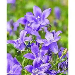 Цибулина Agro-Market Кампанула квітуча Isophylla Violet (178713) 1 шт. - мініатюра 3