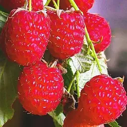 Малина Agro-Market "Полана" (ремонтантний високоврожайний, популярний сорт польської селекції) 1-річний саджанець (189506) 1 шт в упаковці