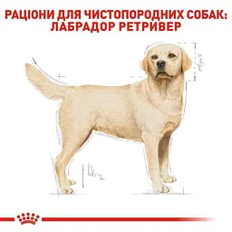 Сухий корм для дорослих собак породи Лабрадор Ретрівер Royal Canin Labrador Retriever Adult, 3 кг (2487030) - мініатюра 3