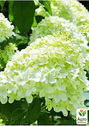 Саджанець Agro-Market Гортензія волотиста біла з лимонним відтінком Мадонна (Madonna) (преміальний швидко зростаючий, морозостійкий сорт) (48908) - мініатюра 2
