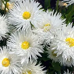Ромашка махрова "Crazy Daisy White" вазон С2 (186528) 1 саджанець в упаковці