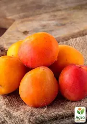 Саджанець Agro-Market Алича Злато Скіфів (літній сорт, ранній термін дозрівання) 1 шт. в упаковці (39998) - мініатюра 3
