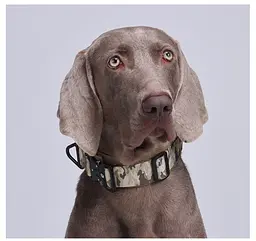 Нашийник для собак Woofy, нейлоновий з металевою пряжкою-фастекс, світловідбиваючий, камуфляж, L - мініатюра 3