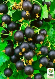 Саджанець Agro-Market Смородина чорна Чорний Бумер (ранній термін дозрівання, смак один з кращих серед великоплідних) 1 шт. в пакуванні (17544) - мініатюра 2