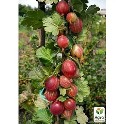 Саджанець Agro-Market Аґрус на штамбі Каптіватор (Captivator) (середнього терміну дозрівання сорт) (35952) 1 шт. - мініатюра 2