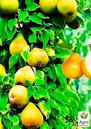 Саджанець Agro-Market Груша колоновидна Медова New 1 шт. в упаковці (47075) - мініатюра 2