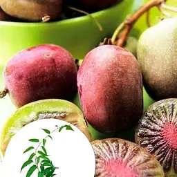 Саджанець Agro-Market Актинідія Пурпурова (міні-ківі, морозостійкий сорт, пізній термін дозрівання) (20747) 1 шт. в упаковці - мініатюра 5