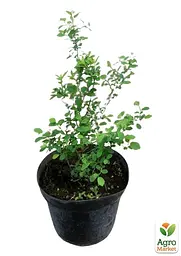 Саджанець Agro-Market Спірея Вангутта 3-річна (Spiraea vanhouttei) вазон С5 (115613) - мініатюра 2