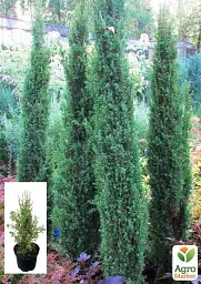 Саджанець Agro-Market Ялівець 3-річний Arnold С3 висота 30-35 см 1 шт. в упаковці (62771) - мініатюра 2