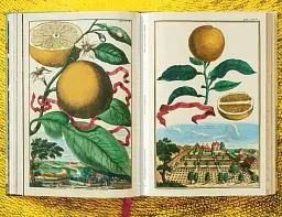 J. C. Volkamer. The Book of Citrus Fruits - мініатюра 7