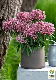 Саджанець Agro-Market Кальмія latifolia Kaleidoscope 1 шт. в упаковці (182203) - мініатюра 4