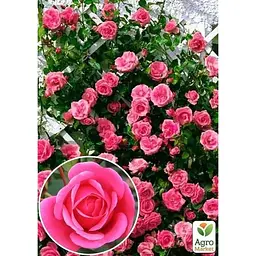 Саджанець Agro-Market Троянда плетиста Етюд (клас АА +) вищий сорт (20630) 1 шт. - мініатюра 2
