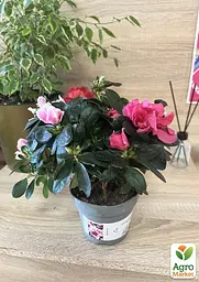 Саджанець Agro-Market Рододендрон Bicolor кімнатний 1 шт. в упаковці (50777) - мініатюра 4