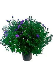 Саджанець Agro-Market Айстра ново-бельгійська Henry I Blue (С1,5 висота 20-30см) (112032) - мініатюра 2