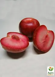 Саджанець Agro-Market Гібрид сливи-абрикоса Плуот (Dapple Dandy) 1 шт. в упаковці (47306) - мініатюра 3