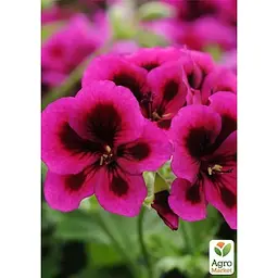 Саджанець Agro-Market Королівська Пеларгонія Candy Flowers Violet (контейнер № 10 висота 10-20 см) (177143) 1 шт. в упаковці - мініатюра 2