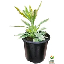 Саджанець Agro-Market Лаванда пестролиста зубчаста Meerlo (контейнер № 10 висота 10-15 см) (48064) 1 шт. в упаковці - мініатюра 2