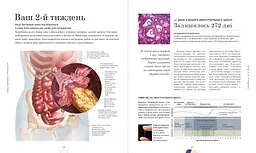 Вагітність день за днем - Меґґі Блотт (518979) - мініатюра 7