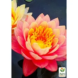 Саджанець Agro-Market Німфея Perry's Orange Sunset (52523) (Корневище) 1 шт. - мініатюра 3