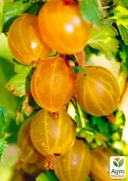 Саджанець Agro-Market Аґрус Медовий (середній термін дозрівання, має дуже солодкі, великі ягоди) 1 шт. в пакуванні (101837) - мініатюра 2