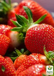 Саджанець Agro-Market Полуниця темно-вишнева Прикраса саду (Decorating the garden) (преміальний високоврожайний сорт) 5 шт. в пакуванні (44709) - мініатюра 3