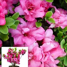 Рододендрон азалієвидний (Azalea japonica) "Rokoko" C1 висота 30-50см (60475) 1 саженец - мініатюра 3