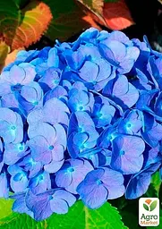 Саджанець Agro-Market Гортензія крупнолиста Forever and ever Blue (64428) - мініатюра 2