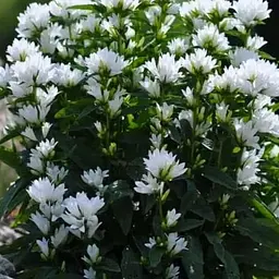 Дзвіночок скучений "Bellefleur White" (морозостійкий, рясно квітучий багаторічник) (189577) 1 шт
