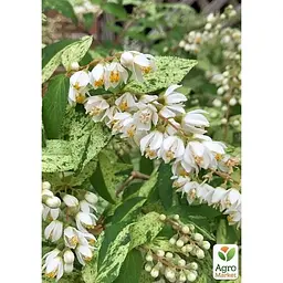 Саджанець Agro-Market Дейція витончена Variegata (177272) 1 шт. в упаковці - мініатюра 3