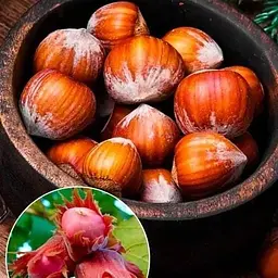 Саджанець Agro-Market Фундук Варшавський (червонолисний, середній термін дозрівання, перехресне запилення, садити по 2 шт) (24114) 1 шт. в упаковці - мініатюра 3
