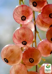 Саджанець Agro-Market Порічка (смородина) рожева Любава 1 шт. в пакуванні (44848) - мініатюра 2