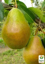 Саджанець Agro-Market Груша Марія (зимовий сорт, пізній термін дозрівання) 1 шт. в упаковці (35452) - мініатюра 2