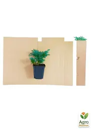Саджанець Agro-Market Ялівець скельний Moonglow (контейнер Р9 висота 25-30 см) 1 шт. в упаковці (48849) - мініатюра 2