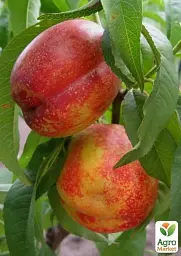 Саджанець Agro-Market Нектарин Хард Блейз (лисий персик, літній сорт, середній термін дозрівання) 1 шт. в упаковці (39914) - мініатюра 2