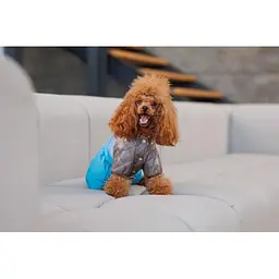 Комбінезон Pet Fashion Сharlie ХS2 для собак - мініатюра 5